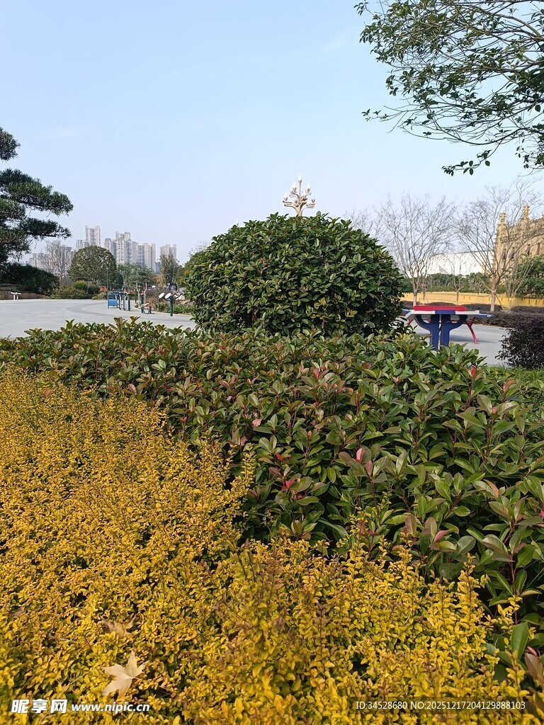 秋日繁茂灌木丛景观