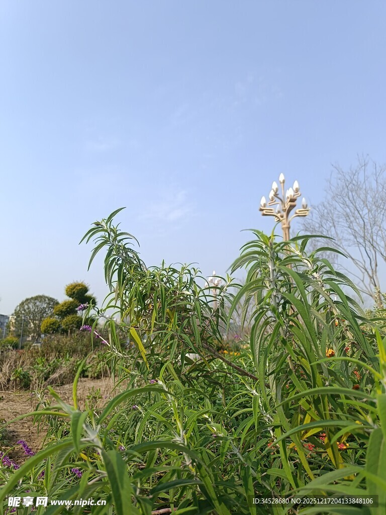 野外蓬勃生长的绿色植物