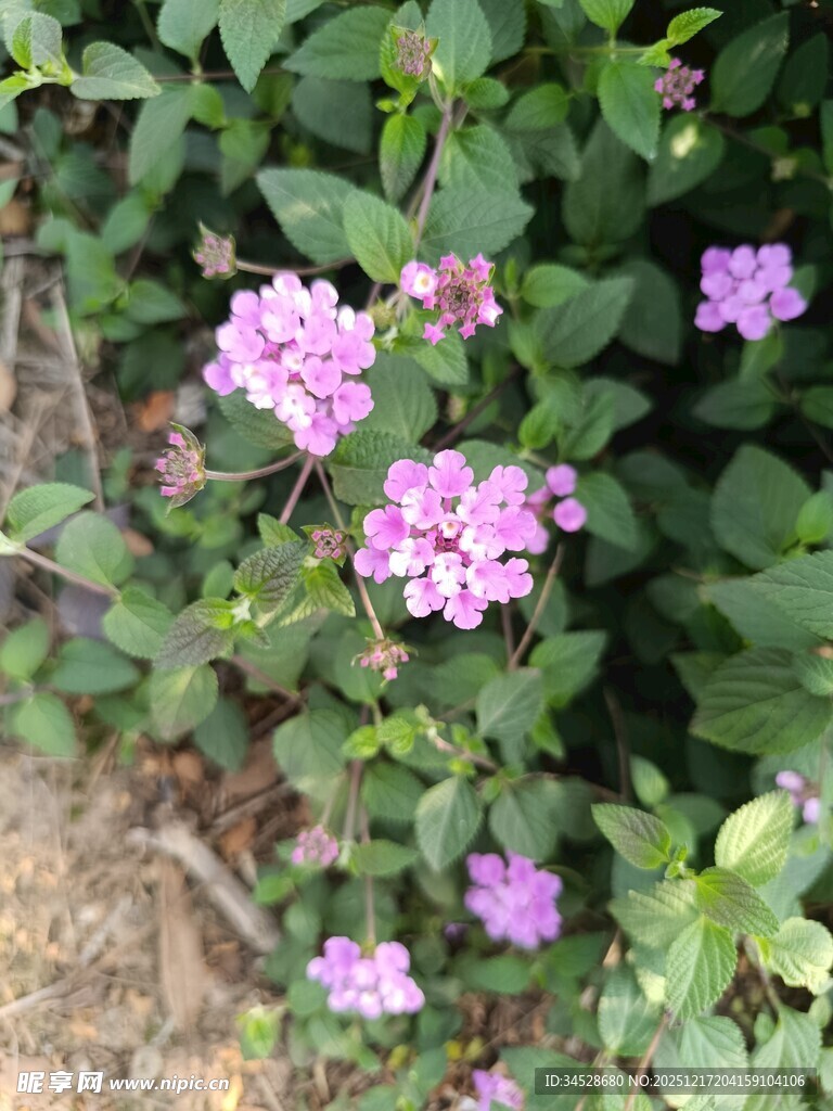 绽放的紫色小花