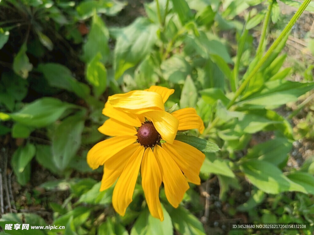 黄色黑心菊绽放于绿叶间