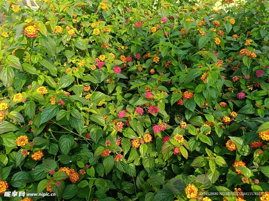 多彩花丛绽放生机