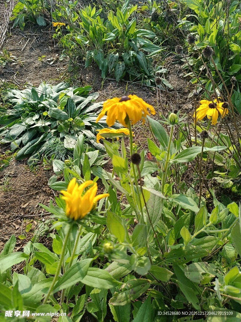 花园中的灿烂黄色花朵