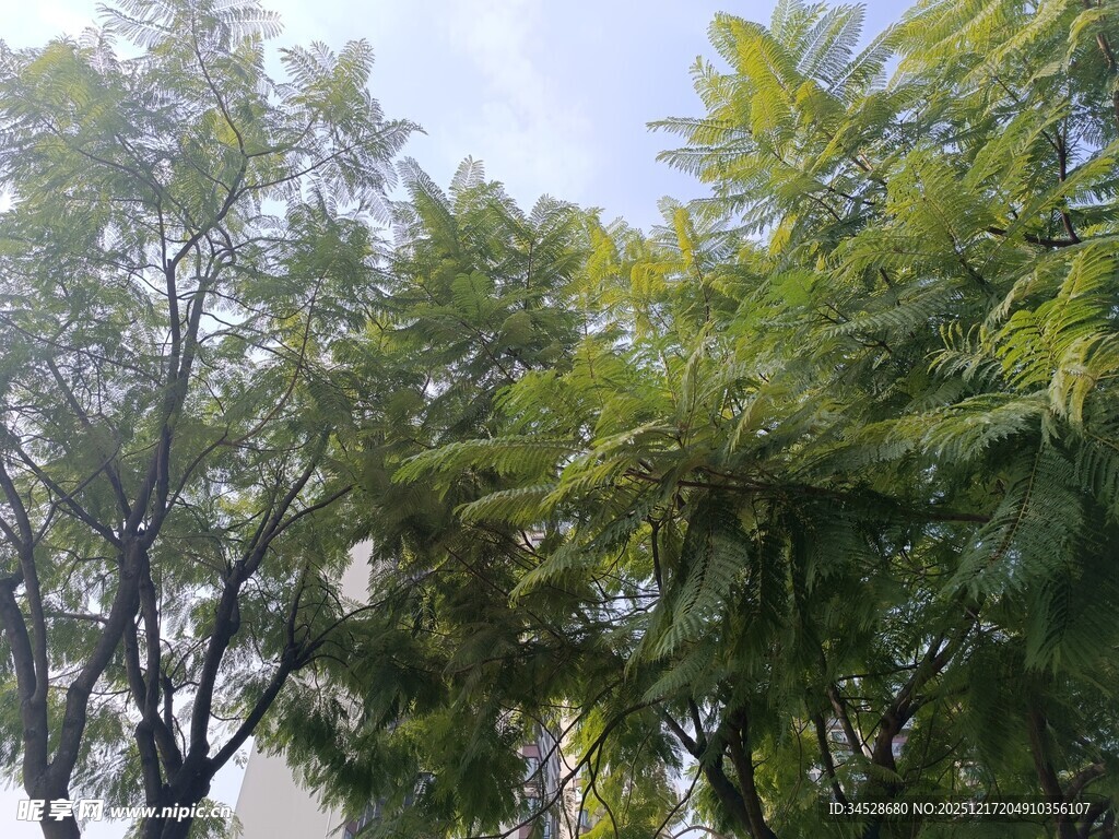 绿树蓝天自然风光