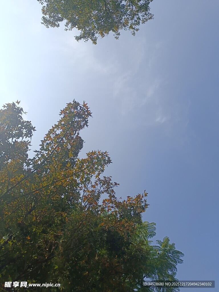 仰视蓝天绿树美景