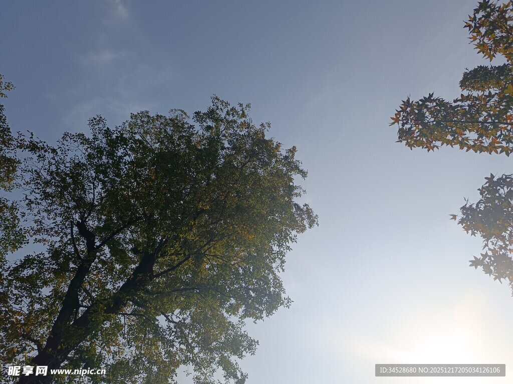 仰望阳光下的葱郁树木