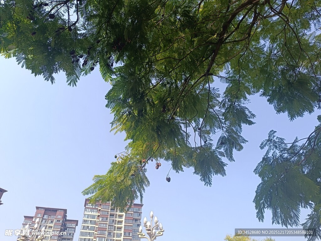 仰视绿树与高楼