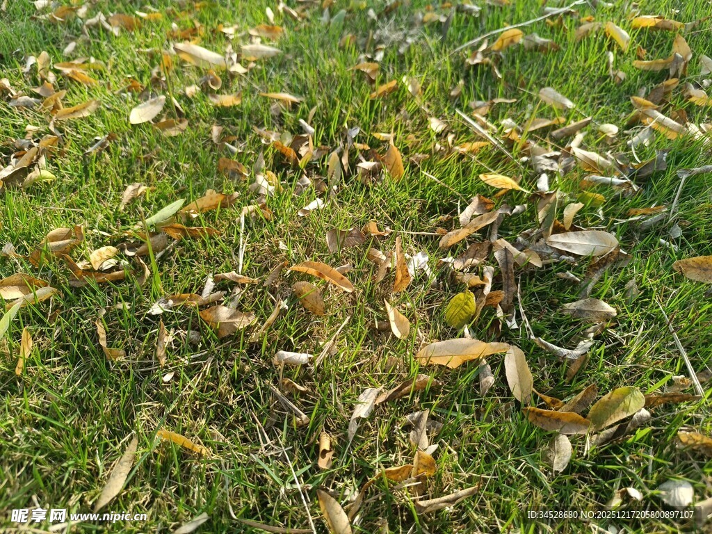 草地上的枯黄落叶