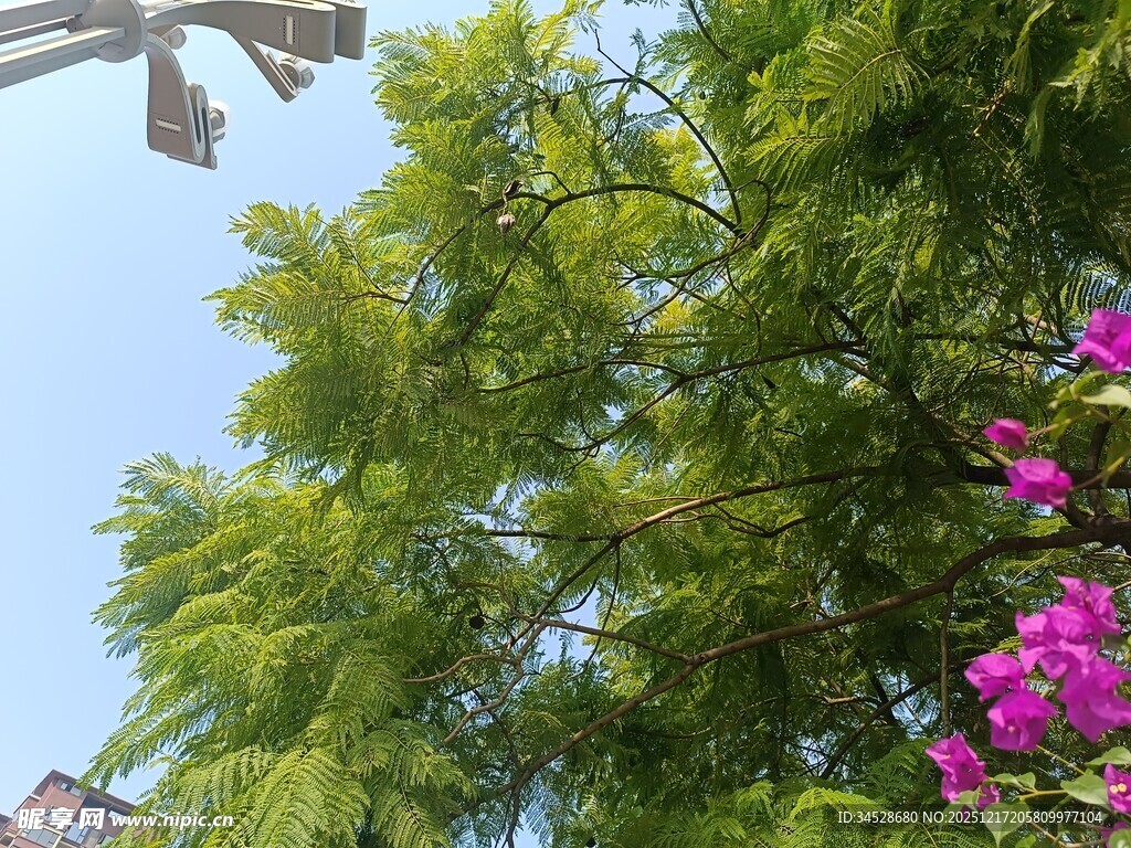 绿树繁花映蓝天