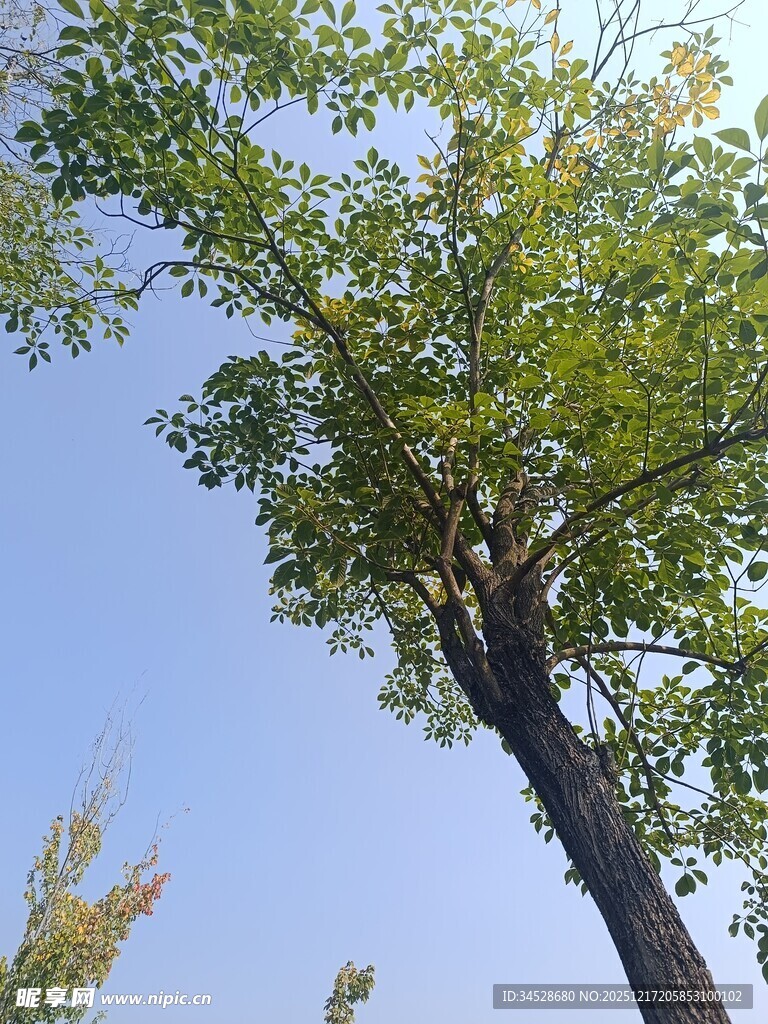 蓝天映衬下的挺拔绿树