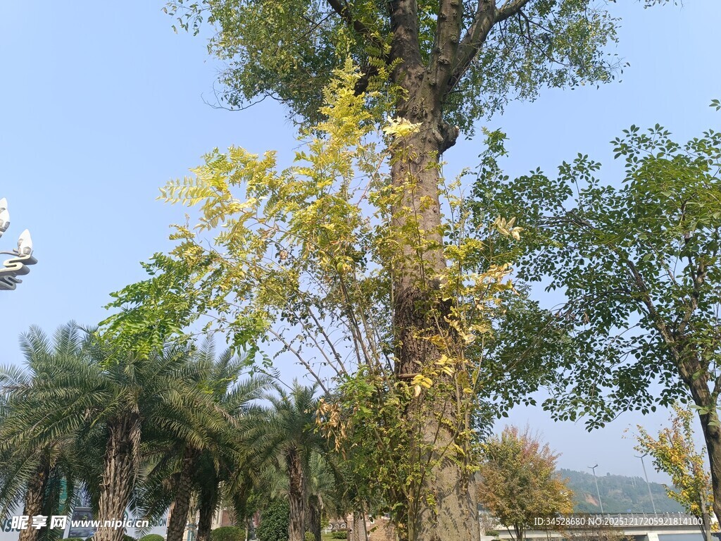 高大树木与周边绿植景观