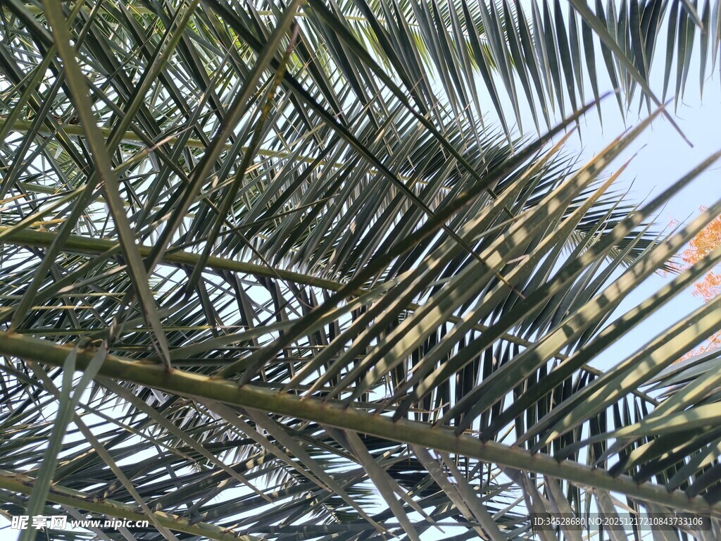 仰视下的棕榈树枝叶