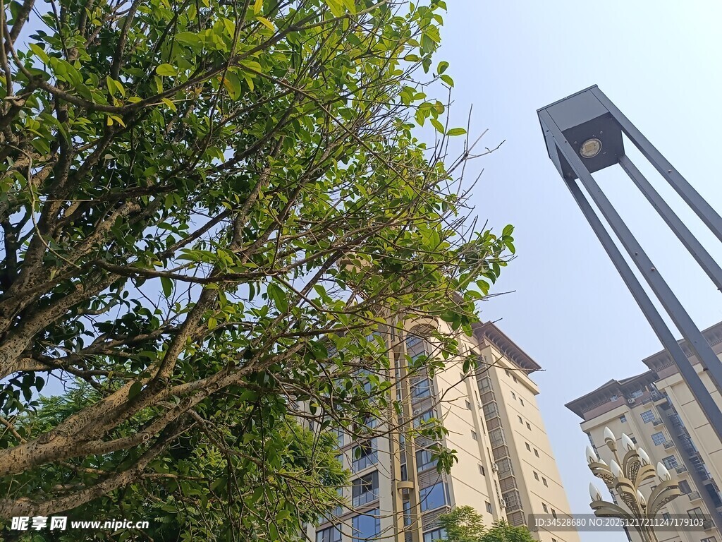 绿树掩映下的现代建筑