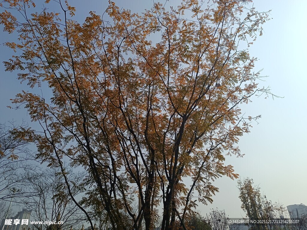 秋日里的黄叶树木