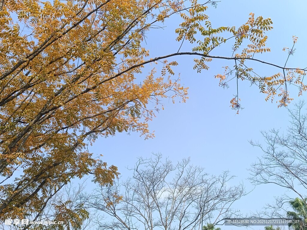 秋日树梢与蓝天美景