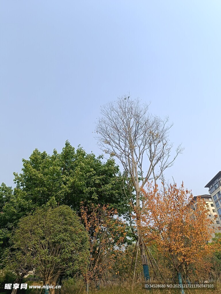 秋日多彩树林景观