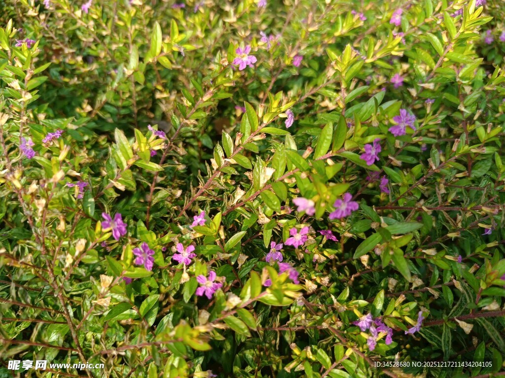 繁茂花丛中的紫色小花