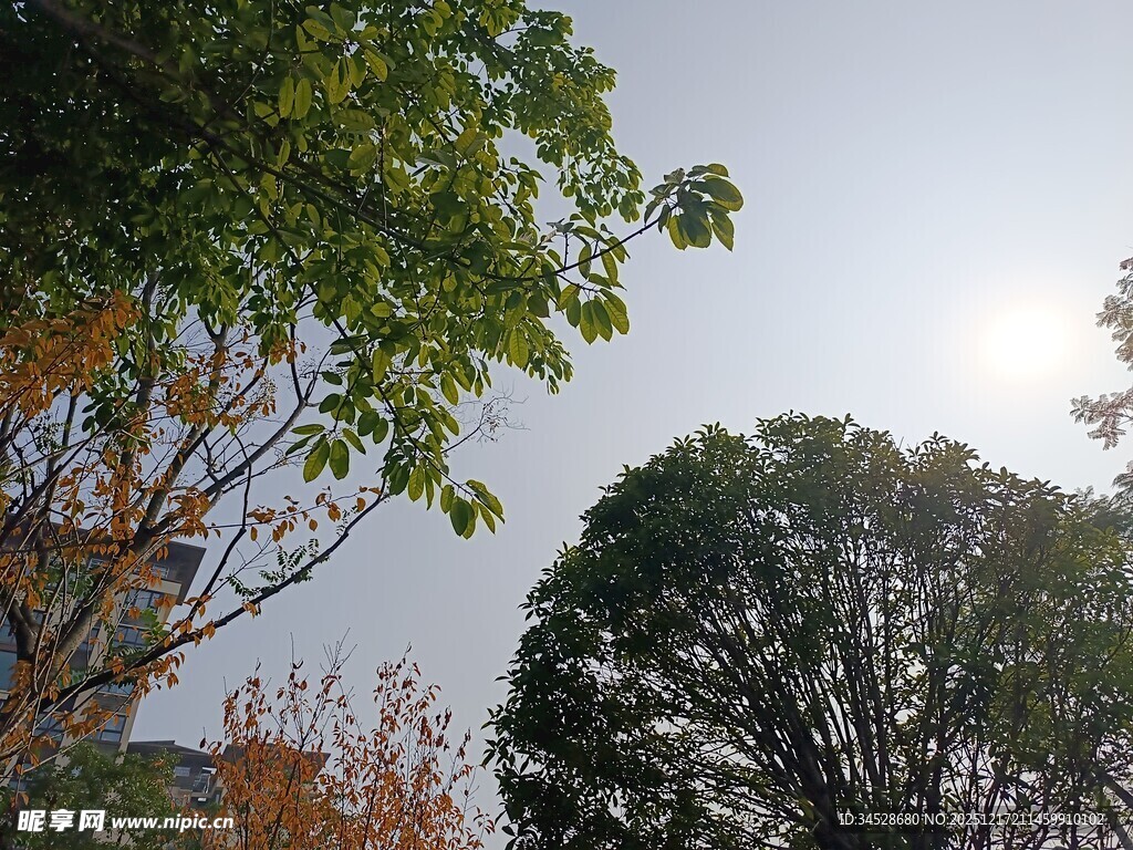 阳光下的树木景致