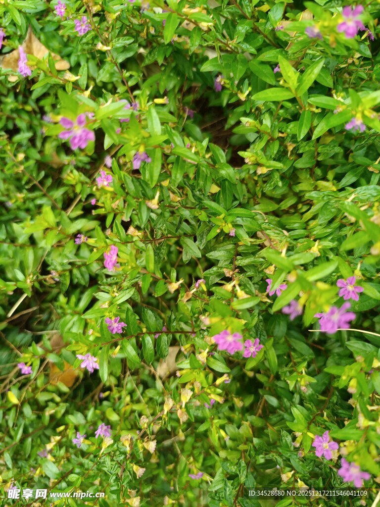 绿叶间绽放的粉色小花