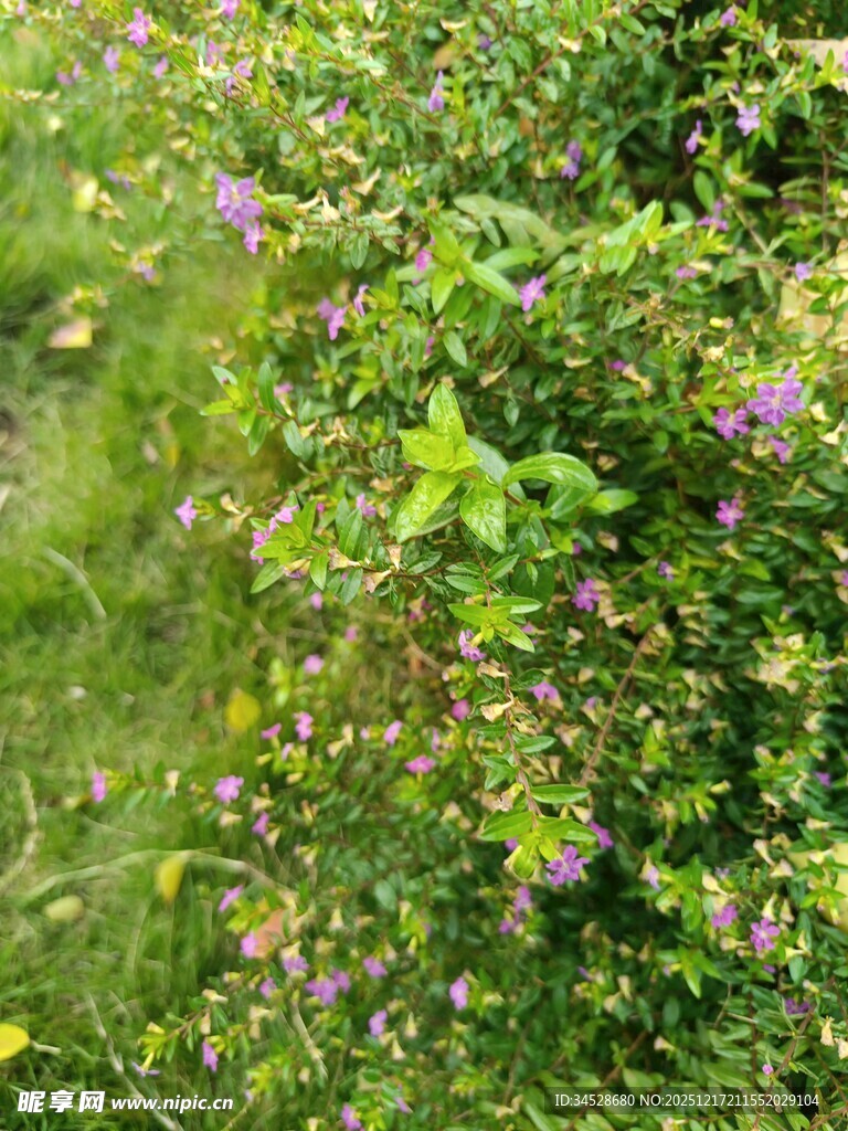 草丛中的紫色小花