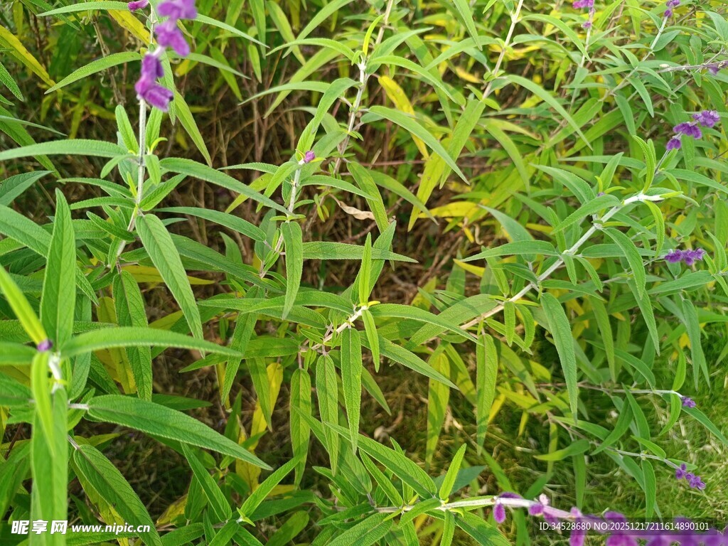 绿叶丛中的紫色花卉