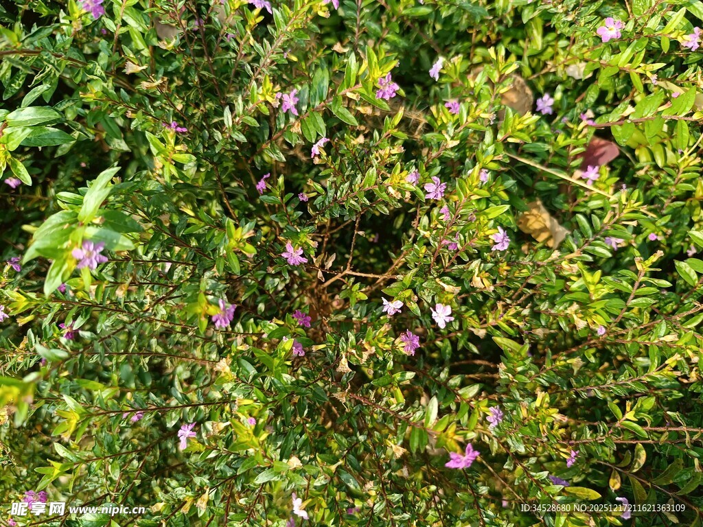 繁茂绿植中的紫色小花