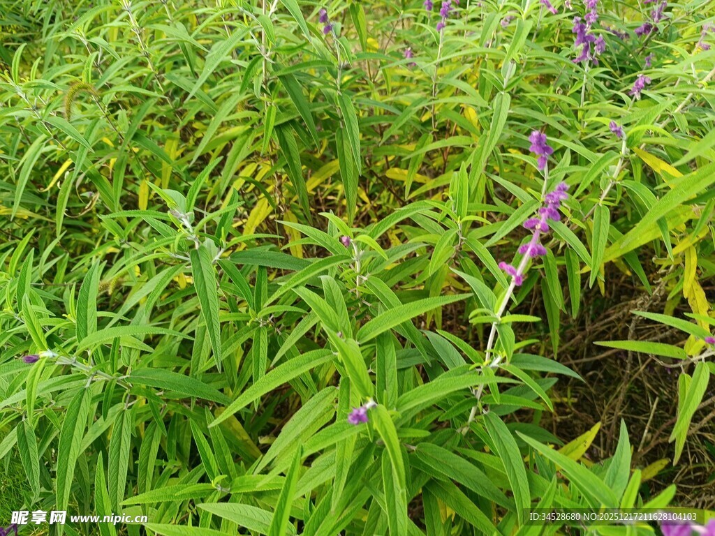 翠绿草丛中的紫色小花