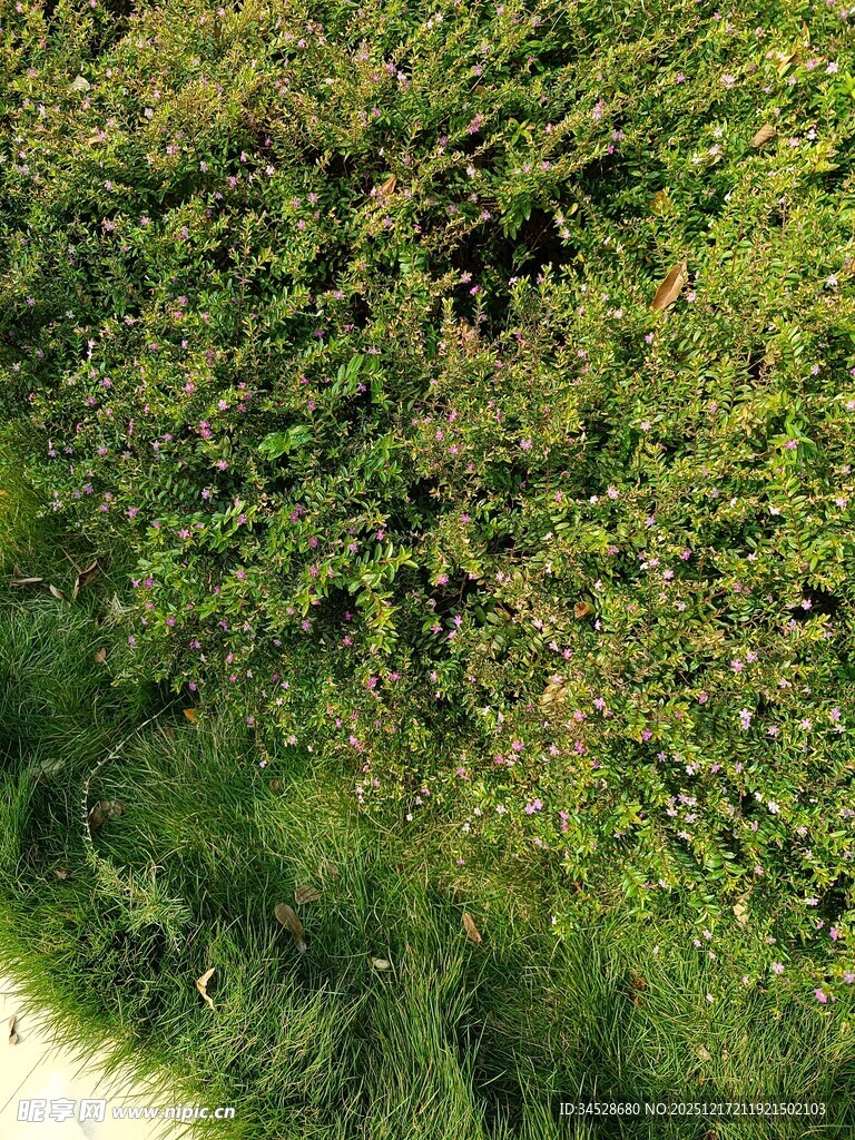 翠绿繁茂的户外植物景观