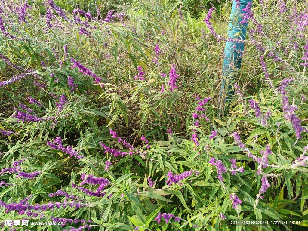 紫色花海绿植景观