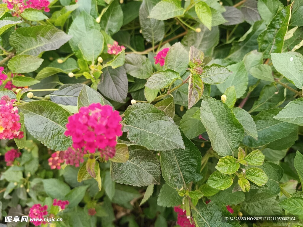 鲜艳粉色花卉与绿叶