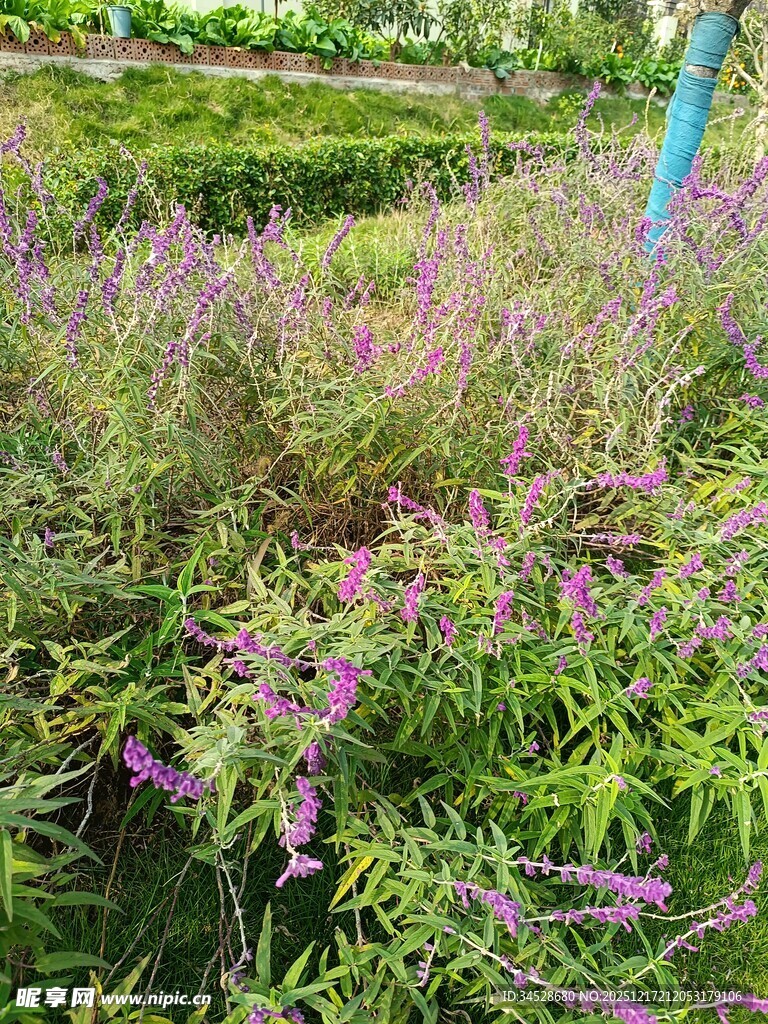 紫色花卉绿植景观