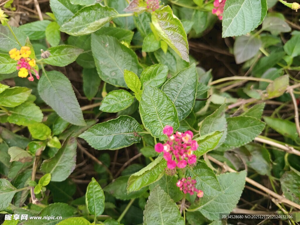 多彩小花绽放绿叶间