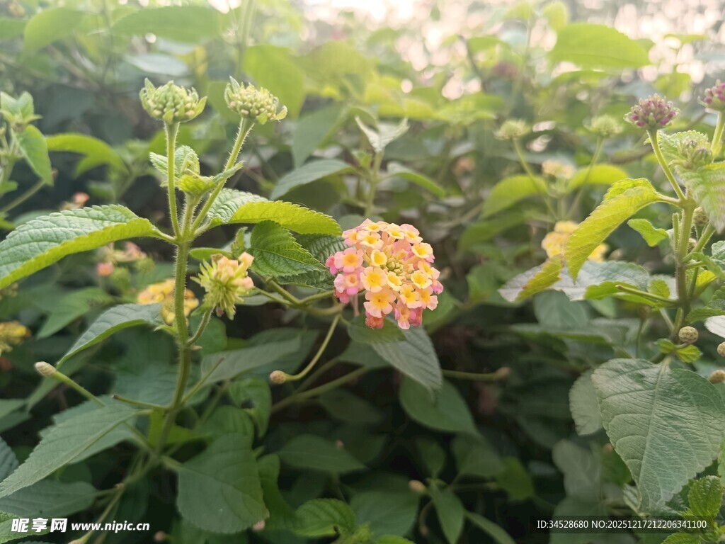 绿叶丛中的多彩花卉