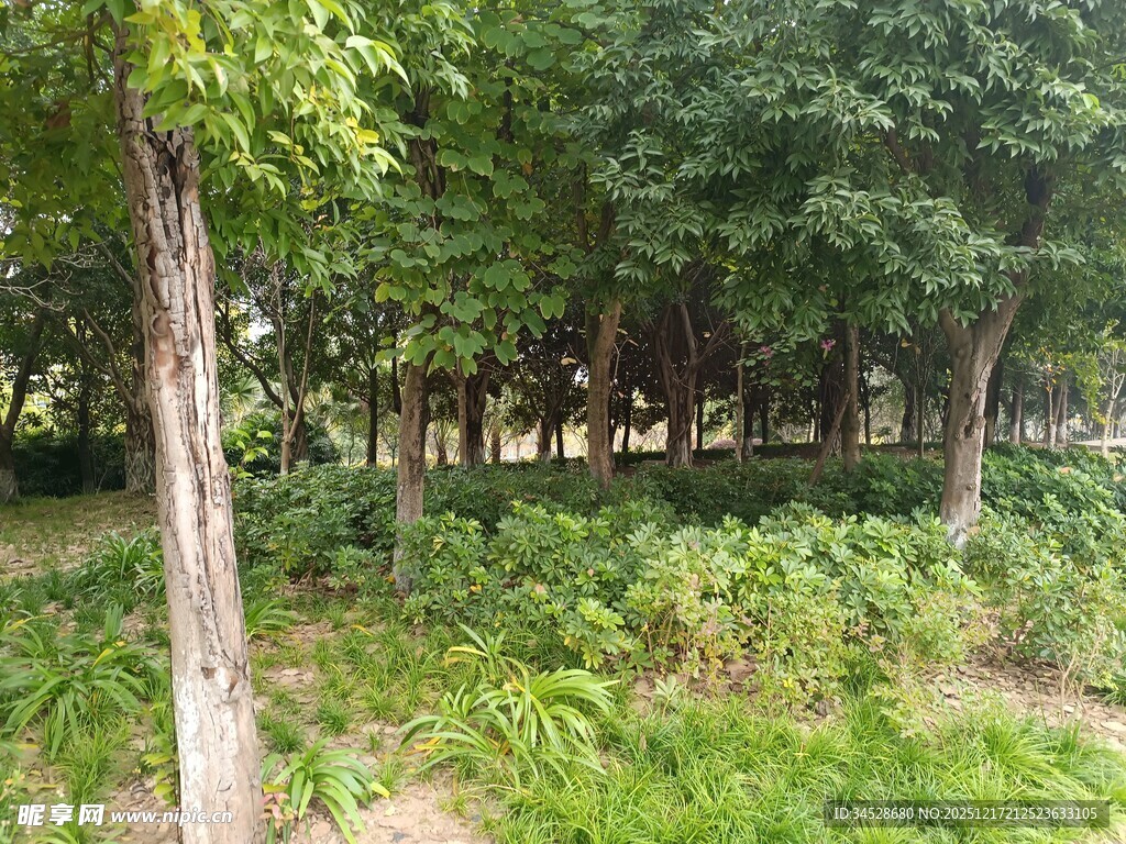 林间绿意盎然的自然景象