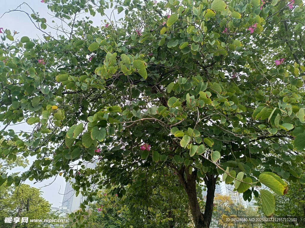 绿叶繁茂的树木