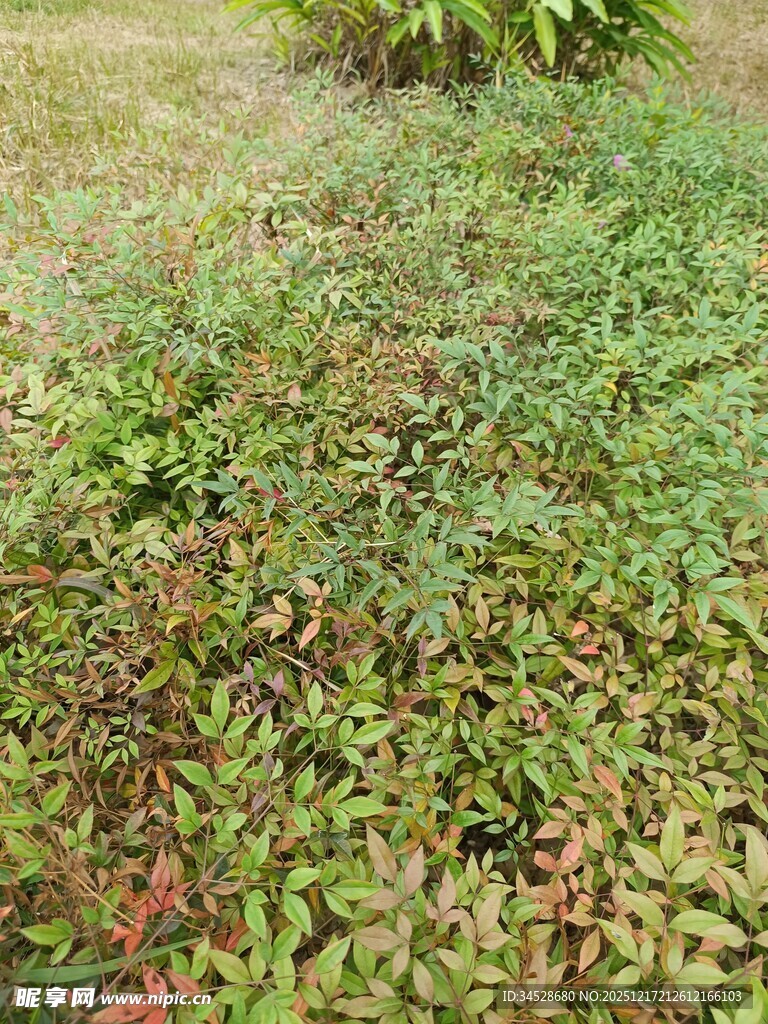 多彩地面植物景观