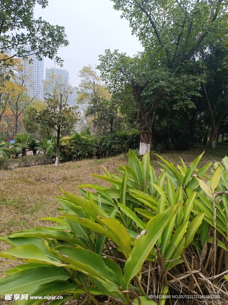 绿意盎然的户外植物景观