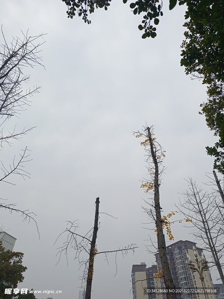 城市中光秃树木景象