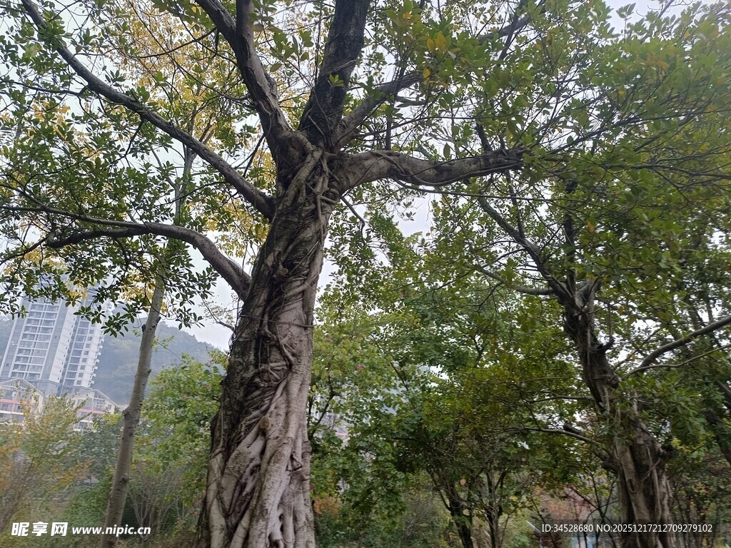 城市中高大茂盛的树木