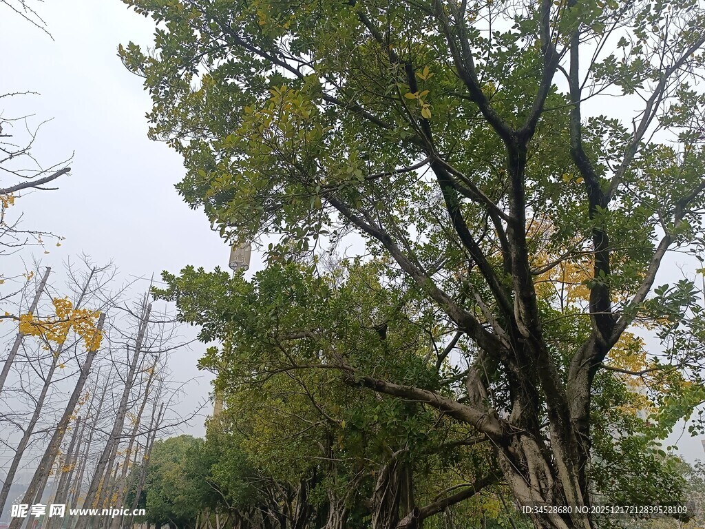 秋日树林中的繁茂树木