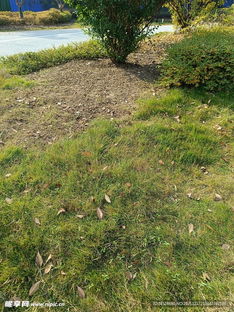 户外草地与低矮绿植景观