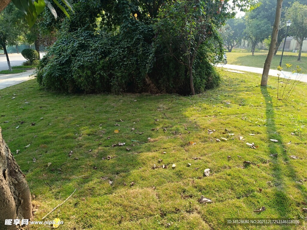 绿意盎然的公园草地景观