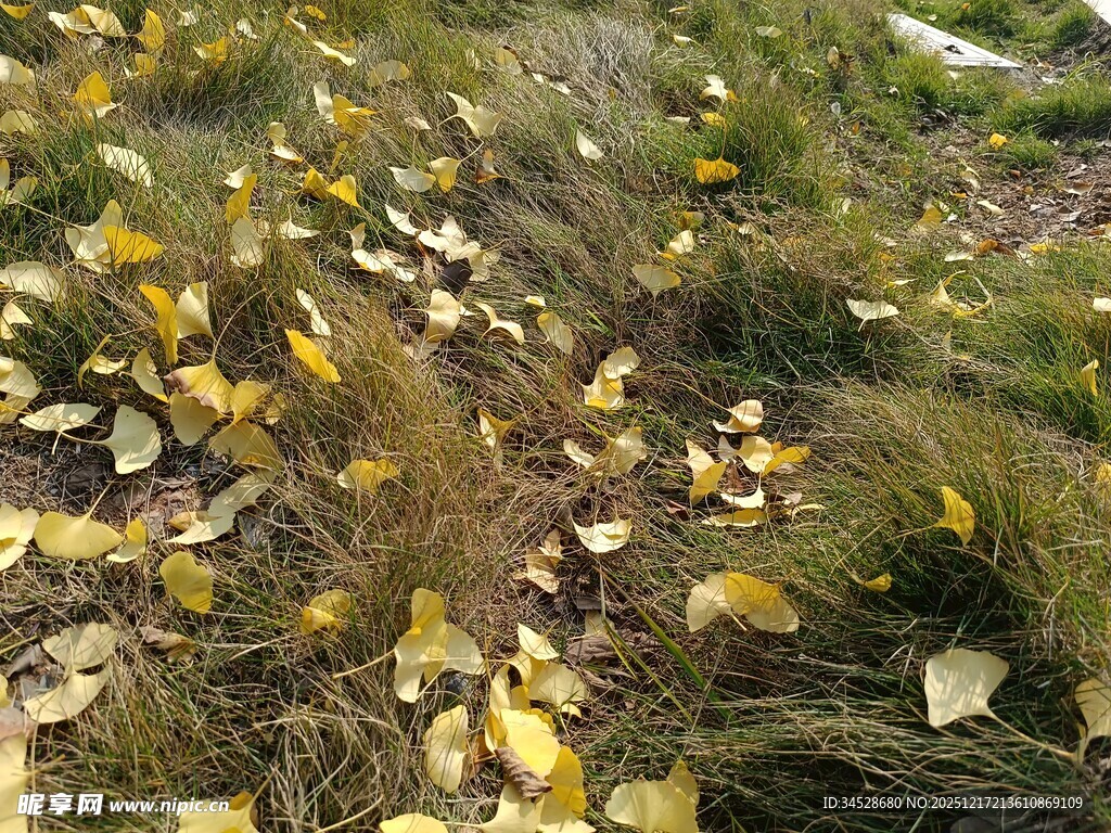 秋日草地散落金黄叶片