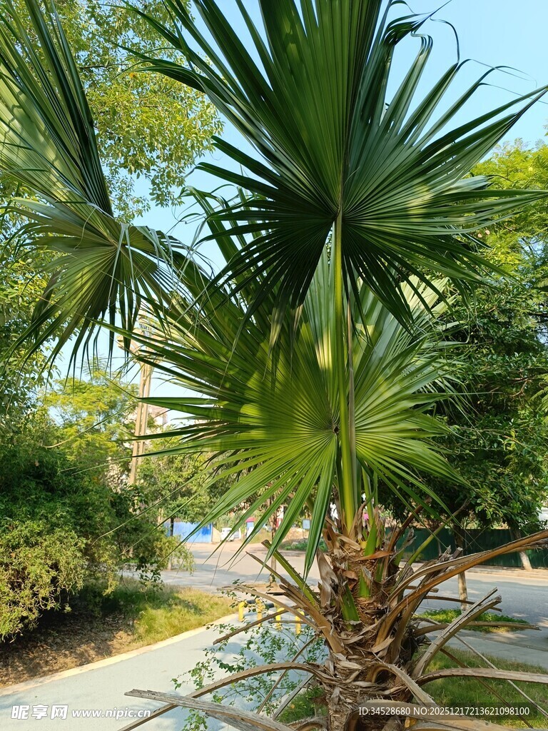 路边挺拔的绿色棕榈植物