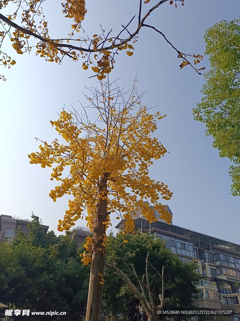 秋日金黄树木与蓝天景致