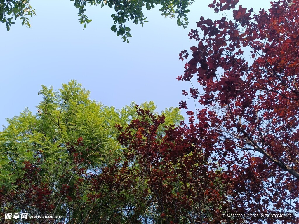 多彩树叶映衬蓝天