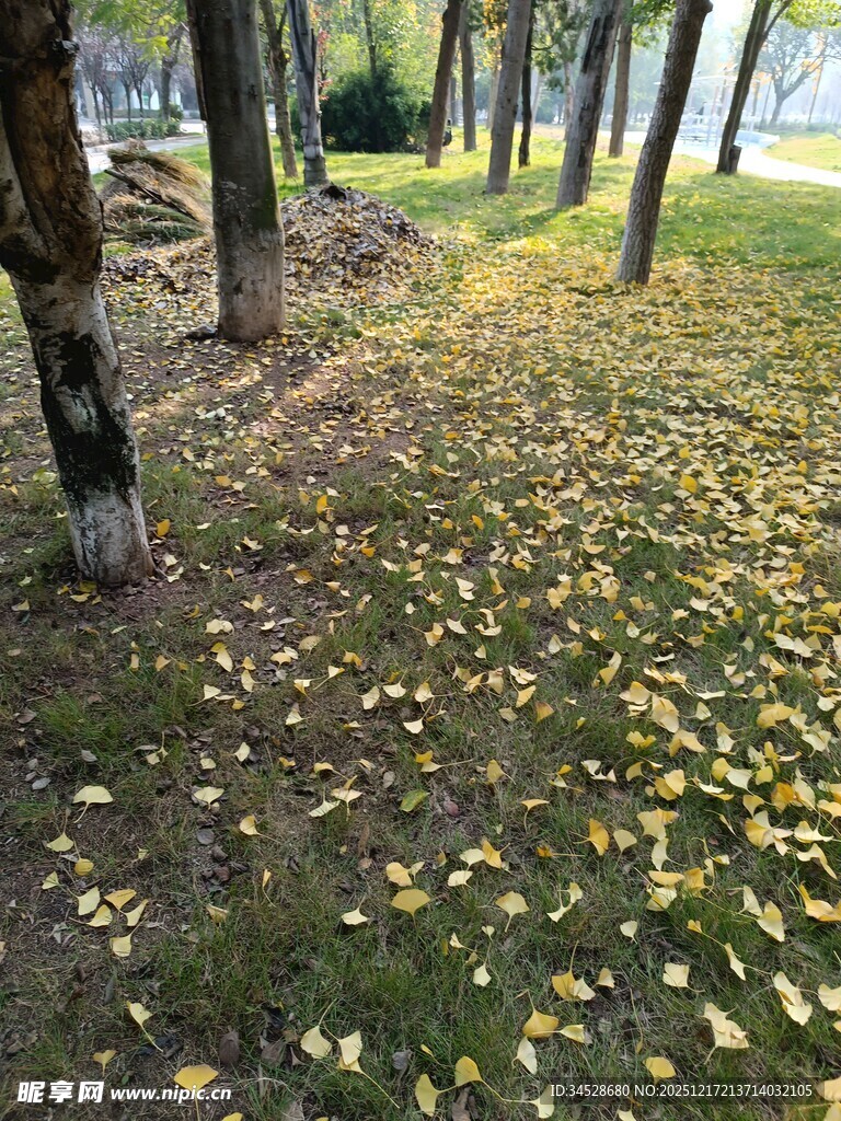 秋日林间落叶铺就的美景