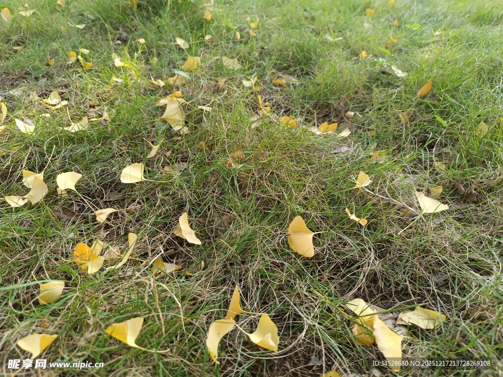 草地上的金黄落叶
