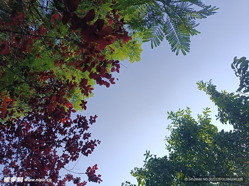 仰视多彩繁茂树木景观