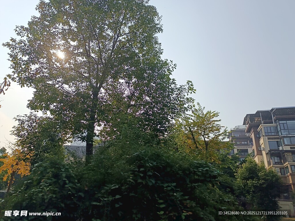 阳光照耀下的树木与建筑