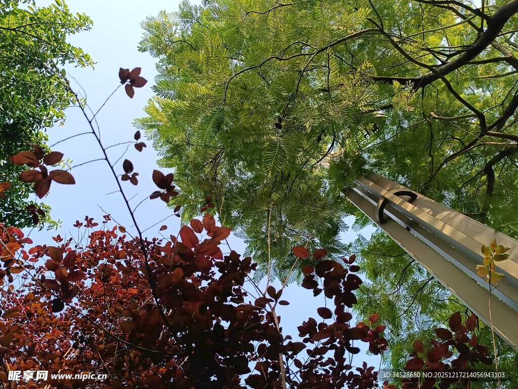 仰观多彩树木与蓝天